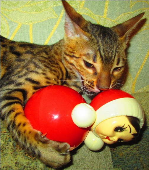 Васька Бенгальский