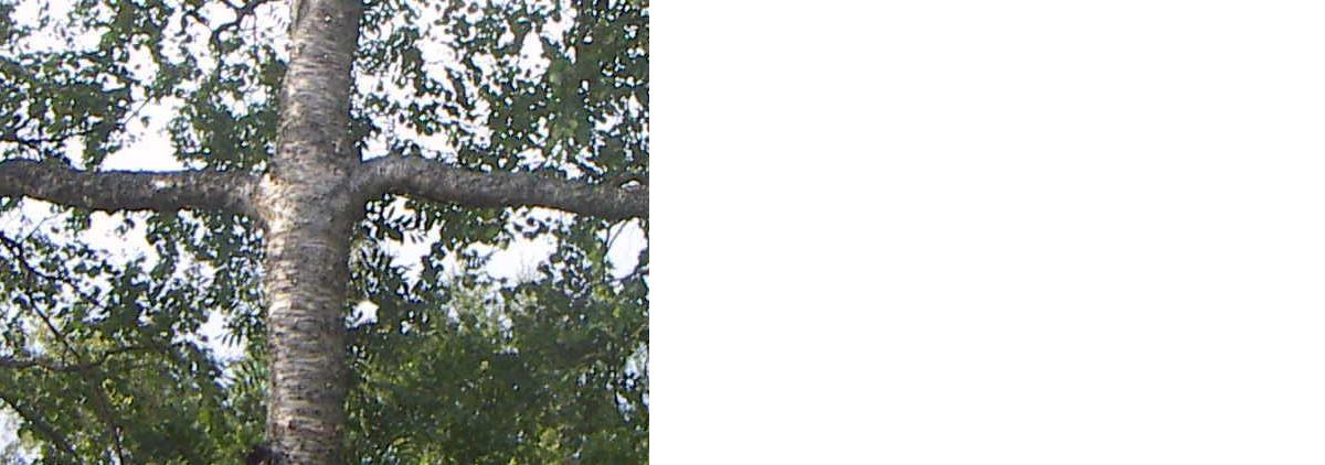 Александр Азарин