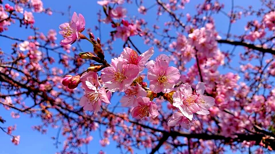 Александр Кенс