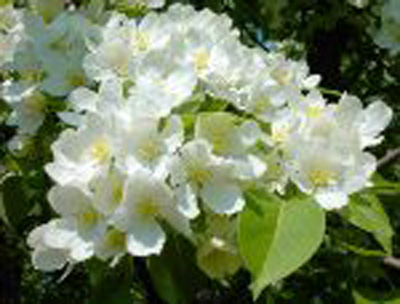 Люся Светлова