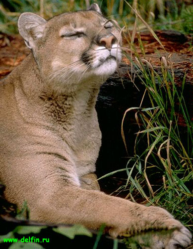 Ирця Ирина Тверская