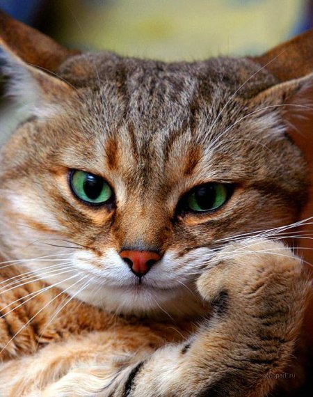 Светлана Обрандт