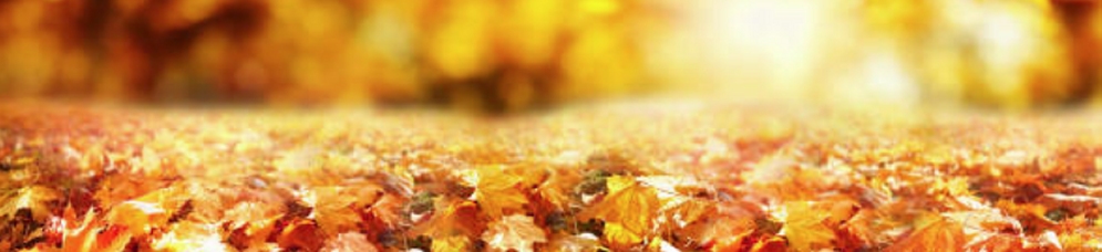 Алексей Ермагин