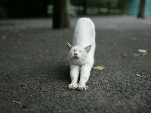 Галина Ливенцева