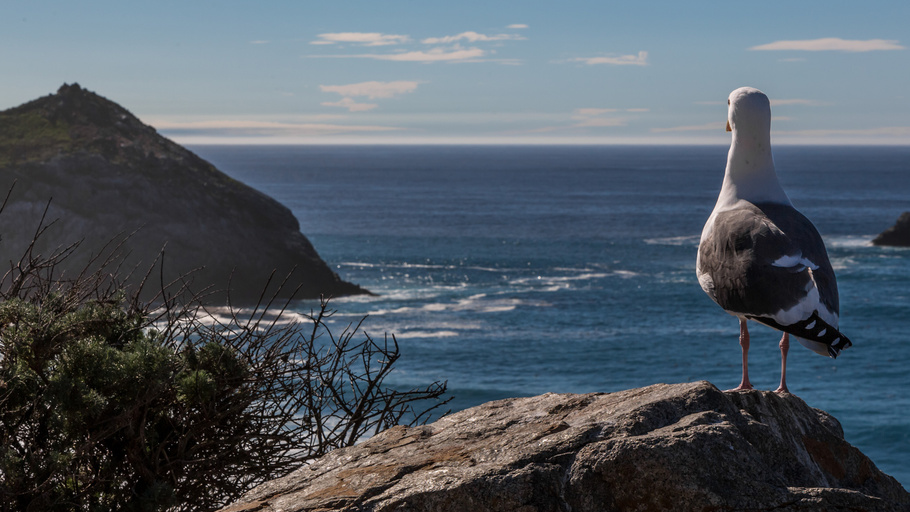 Архи Пелаг Ордена Поэтов