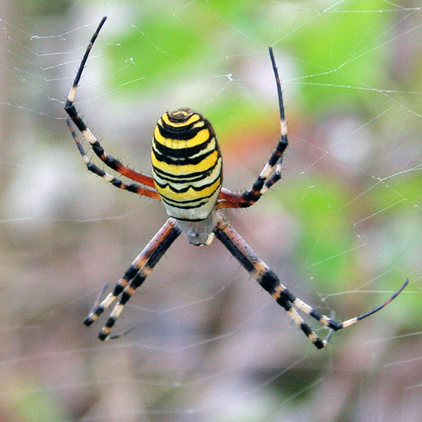 Сергей Пикунов