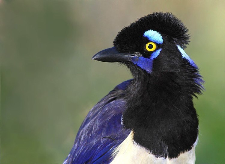 Птицаговорун