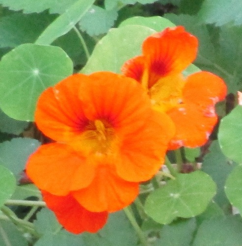 Елена Графская 1