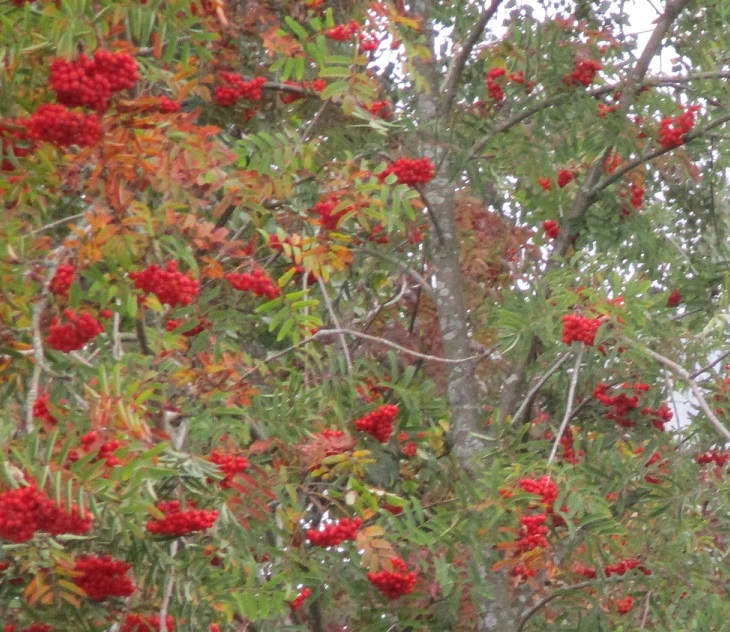 Елена Графская 2