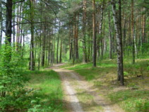 Борковская