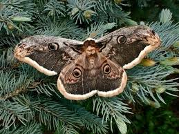 Рафаил Сосновский