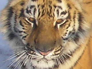 Булат Сабиров