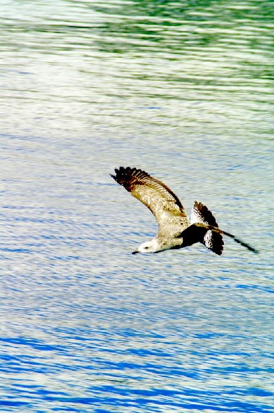 Ольга Шаховская