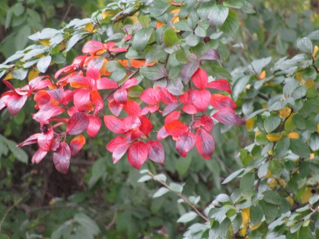 Сюзанна Дейл