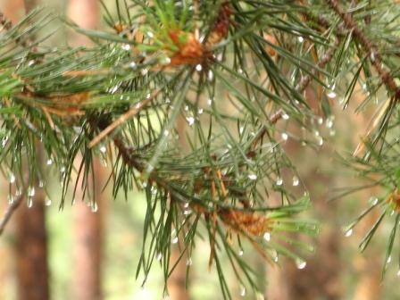 Бережных Ирина