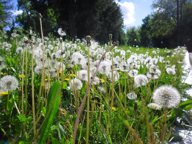 Гималайский Кедр