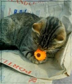 Семнадцать Клеток Сердца Твоего