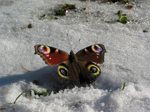 Доктор Дрюкер