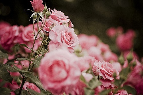 Розы Пахнут Полынью