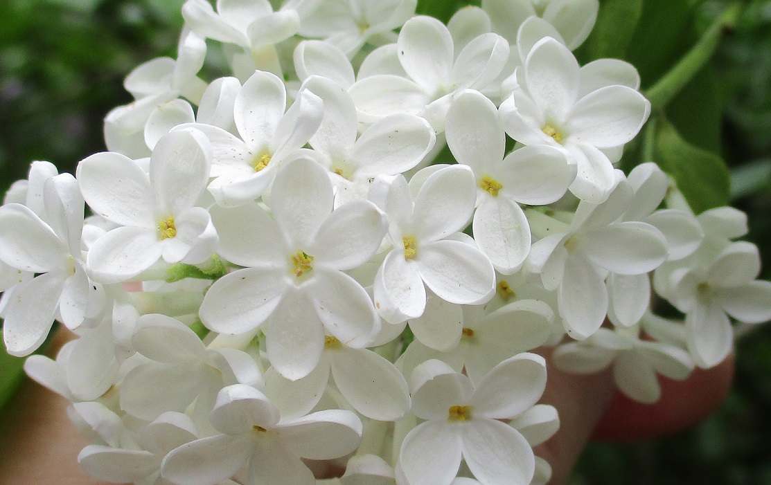 Елена Графская 5