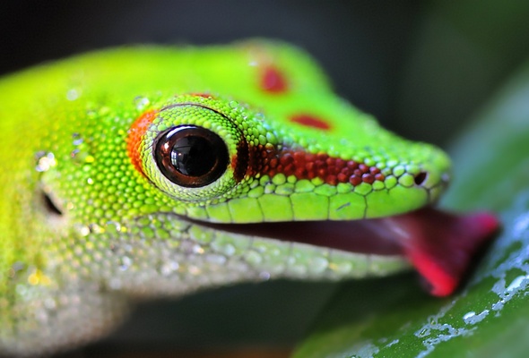 Электрическая Ящерка