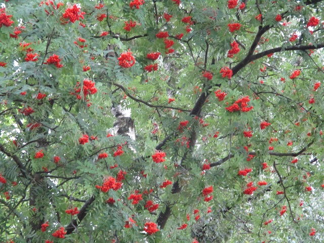 Елена Графская 3