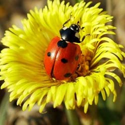 Людмила Губанова