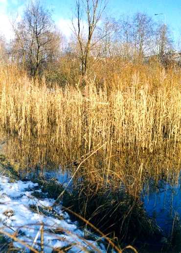 Евгений Дерлятко