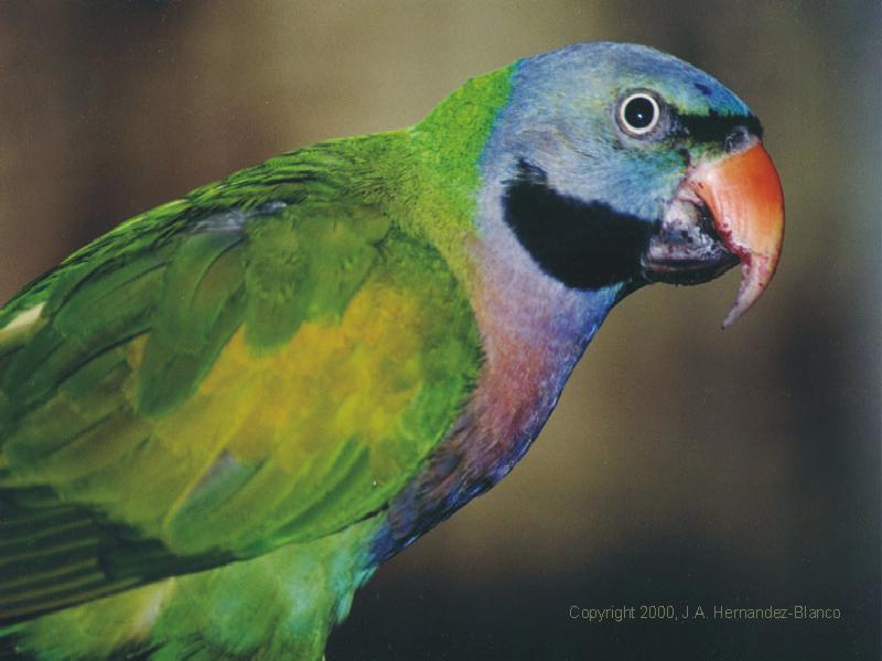 Петровская Мария Георгиевна