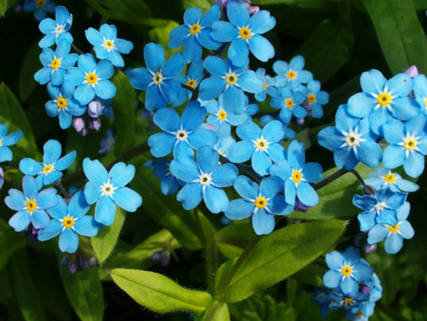 Незабудка 25