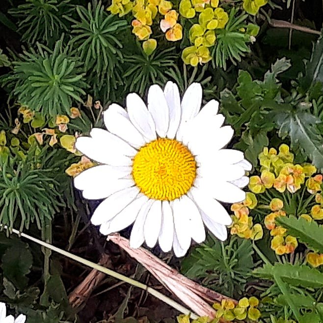 Елена Толбузова