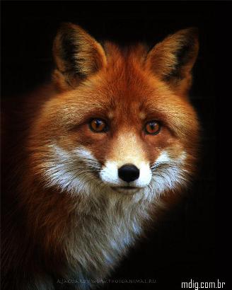 Червона Лиса