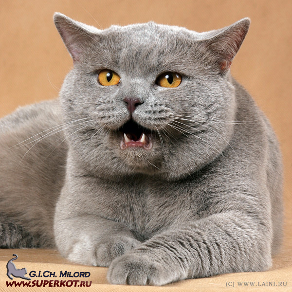 Француз Из Одессы