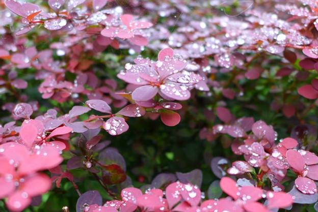 Вероника Тышкевич