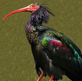 Герон Эрмит