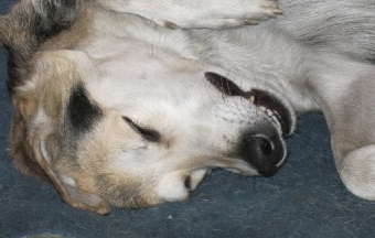 Гизела Мюнценмайер