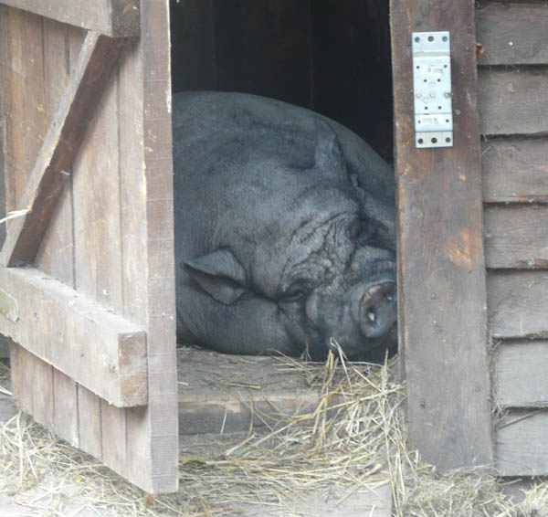 Белая Горячка