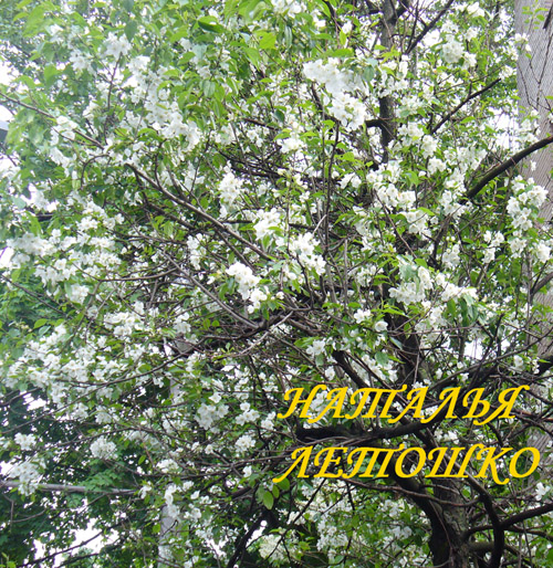 Наталья Летошко