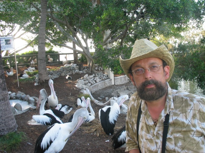 Пеликан Оклендский