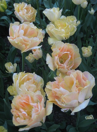 Рина Баскакова