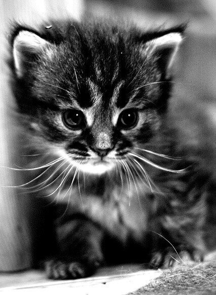 Кошка Ярина