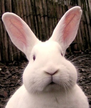 Константин Мартынов