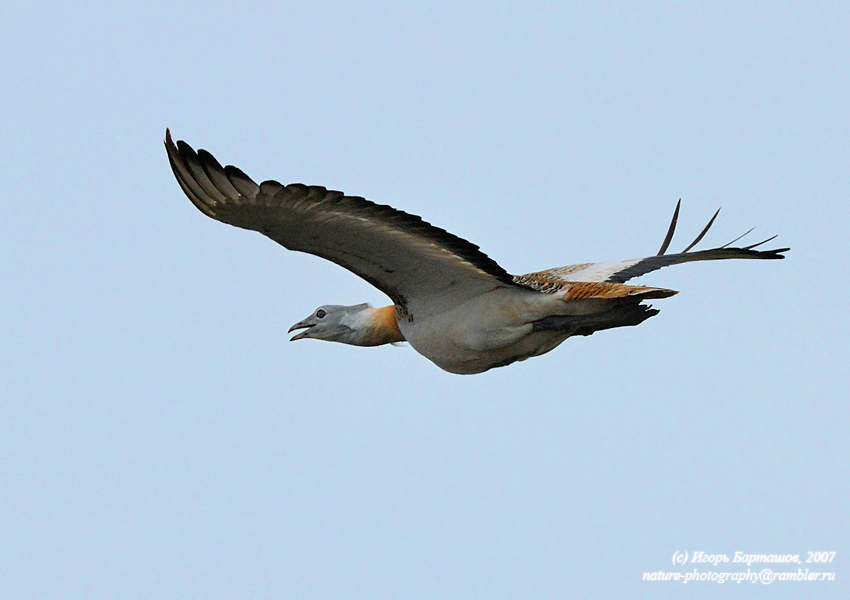 Дроф Дрофин