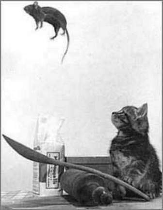 Полёт Мышьли