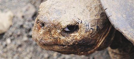 Ксю Парменова