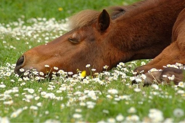 Анатолий Чанский