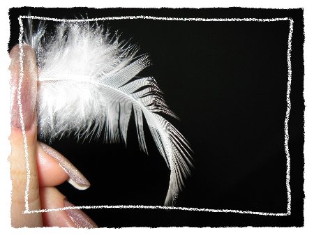 Птичка Квили