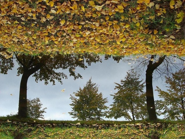 Тамара Петровская