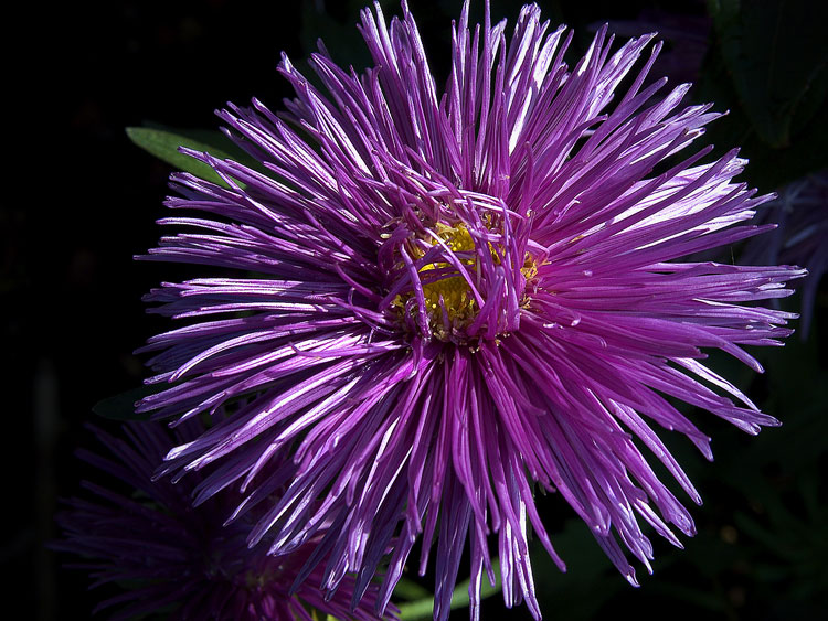 Людмила Юрина Белей