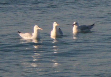 Бурлящая Вода